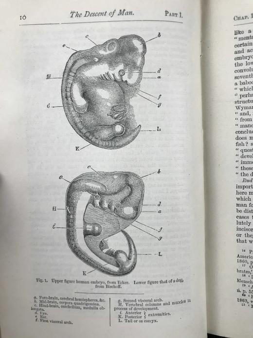 1899年 达尔文《人类的由来及性选择》 数十幅版画插图 漆布精装32开 商品图5