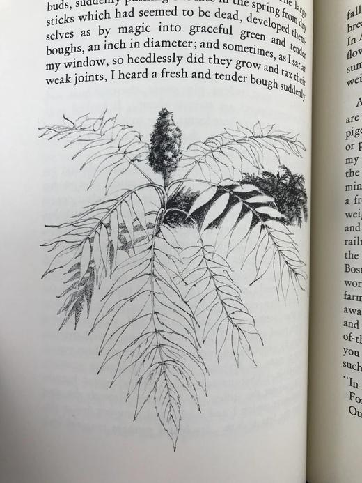 限量版！含藏书票 亨利・D・梭罗《瓦尔登湖》配插图 富兰克林图书馆豪华皮装本 商品图8