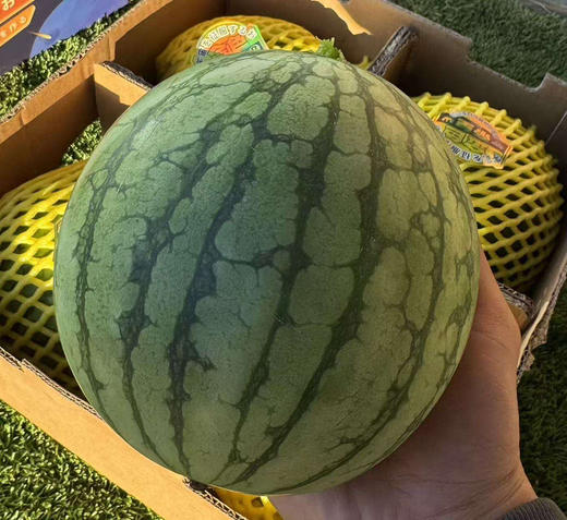 小兰冰淇淋西瓜，酥脆甜
拿到手沉甸甸的 每颗都圆滚滚饱满
挺新鲜的皮薄果肉细腻
咬下第一口直西瓜汁嘴里爆开💦
甜到到了嗓子眼那种！
榨汁喝也好好喝啊
3.5-4.5斤/个 商品图2