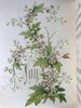 1848年 欧文琼斯 花朵与它们的千思万绪 10余幅精美套色版画 皮革浮雕艺术装帧精装16开 商品缩略图9