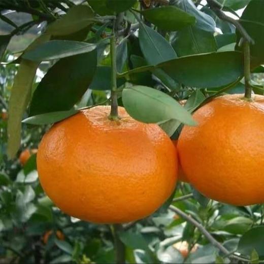 四川甘平柑橘、果肉细嫩无渣、甜润爆汁、果肉饱满、无籽超甜、高糖低酸、甜到心尖还无渣 商品图4