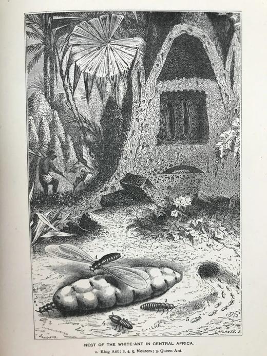 1882年 艾洛《小精灵弗里斯基特》 配精美插图 漆布精装32开 商品图7