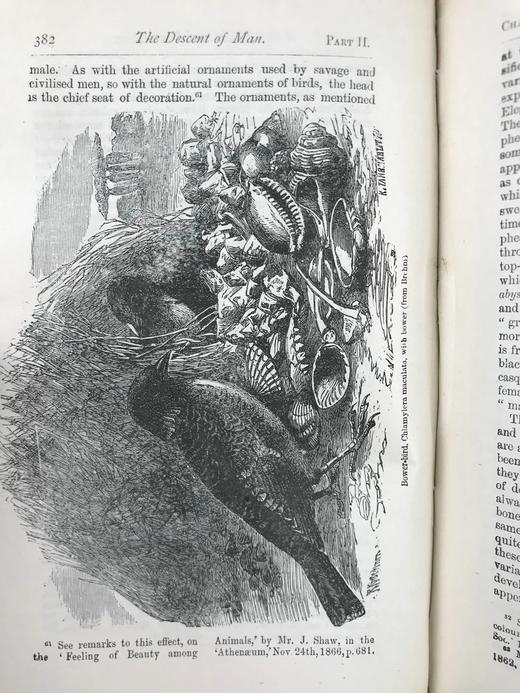 1899年 达尔文《人类的由来及性选择》 数十幅版画插图 漆布精装32开 商品图11