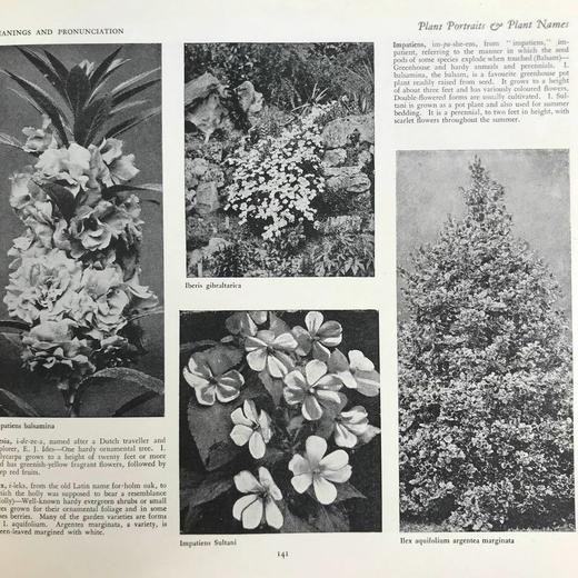 约20世纪早期 植物图鉴与名称（全2卷合订1册） 千余幅插图 精装16开 商品图9