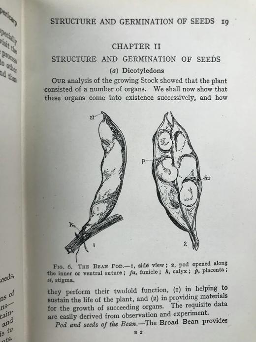 1930年 伍德黑德《植物研究》 数百幅插图 漆布精装32开 商品图7
