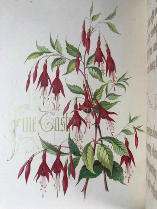 1848年 欧文琼斯 花朵与它们的千思万绪 10余幅精美套色版画 皮革浮雕艺术装帧精装16开 商品图14