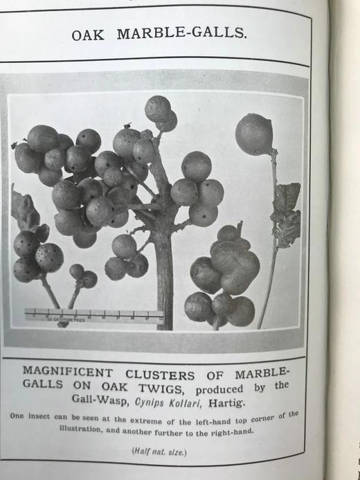 1910年 康诺尔德《自然之域拾珍》 26幅插图 真皮精装32开 商品图14