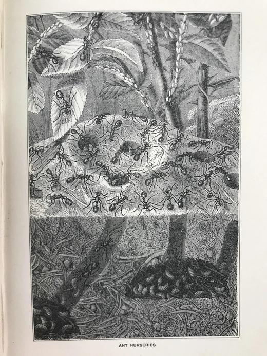 1882年 艾洛《小精灵弗里斯基特》 配精美插图 漆布精装32开 商品图6