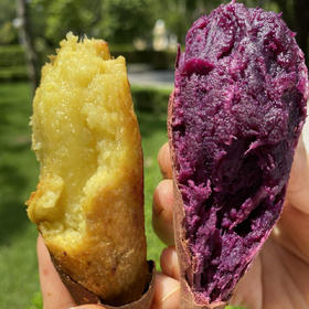 [最农公社]双拼5A糯金莎(红薯/紫薯)免洗恒温糖化红薯买4斤送0.5斤实发4.5斤