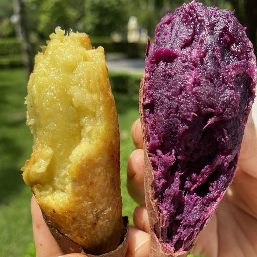 [最农公社]双拼5A糯金莎(红薯/紫薯)免洗恒温糖化红薯买4斤送0.5斤实发4.5斤 商品图0