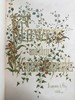 1848年 欧文琼斯 花朵与它们的千思万绪 10余幅精美套色版画 皮革浮雕艺术装帧精装16开 商品缩略图2