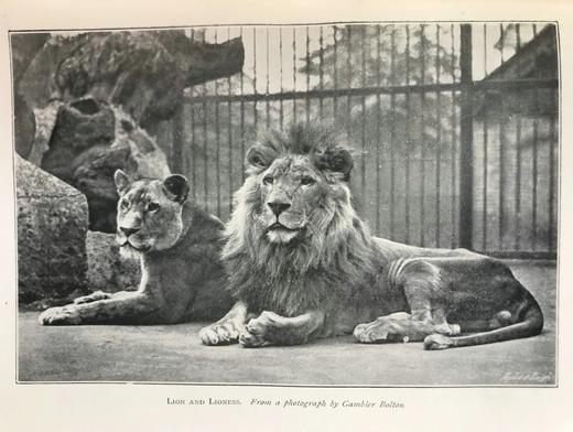 1906年 动物园生活 16幅插图 漆布精装32开 商品图7