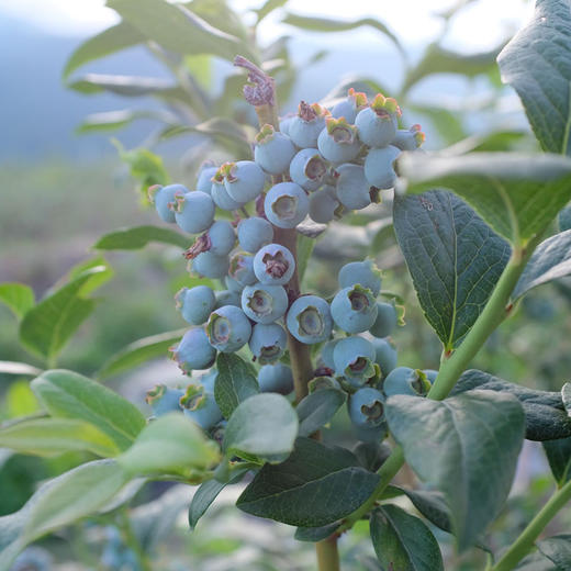 云南【高原花香蓝莓】蓝莓天花板，超好吃！稀有品种，香甜爽口，果味浓郁带花香，顶尖口感，99％吃过都会回购的高原蓝莓！ 商品图5