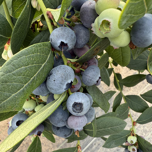 云南【高原花香蓝莓】蓝莓天花板，超好吃！稀有品种，香甜爽口，果味浓郁带花香，顶尖口感，99％吃过都会回购的高原蓝莓！ 商品图3