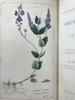 1833年 英国植物系统分类 10页版画插图 漆布精装32开 商品缩略图2