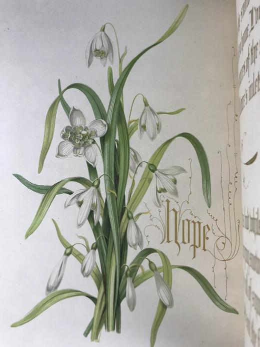 1848年 欧文琼斯 花朵与它们的千思万绪 10余幅精美套色版画 皮革浮雕艺术装帧精装16开 商品图4