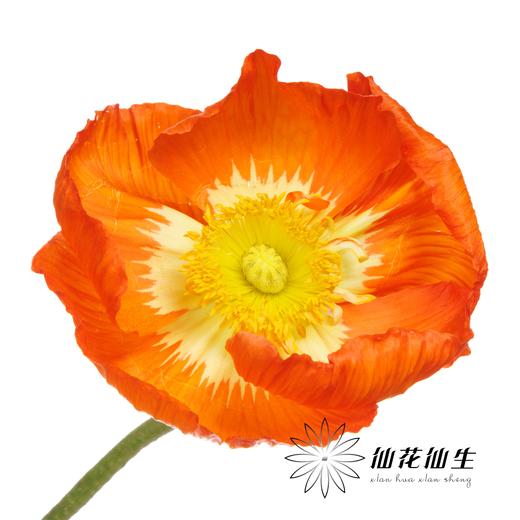 配花 | 冰岛虞美人混色 商品图1