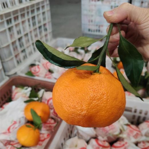 四川甘平柑橘、果肉细嫩无渣、甜润爆汁、果肉饱满、无籽超甜、高糖低酸、甜到心尖还无渣 商品图2