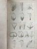 1833年 英国植物系统分类 10页版画插图 漆布精装32开 商品缩略图6