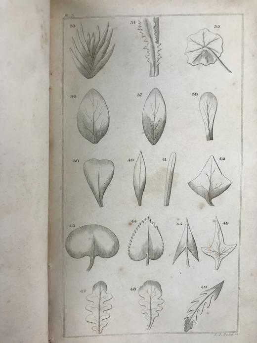 1833年 英国植物系统分类 10页版画插图 漆布精装32开 商品图6