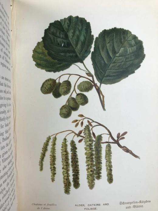 含藏书票！札尼斯朵夫工坊特装本！约1900年左右 常见树木图集（全2卷） 数十幅彩色版画插图 漆布精装32开 商品图8