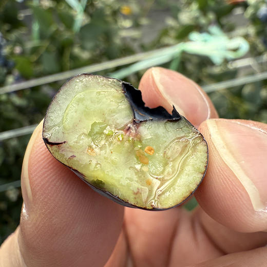 云南【高原花香蓝莓】蓝莓天花板，超好吃！稀有品种，香甜爽口，果味浓郁带花香，顶尖口感，99％吃过都会回购的高原蓝莓！ 商品图6