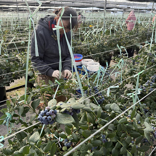 云南【高原花香蓝莓】蓝莓天花板，超好吃！稀有品种，香甜爽口，果味浓郁带花香，顶尖口感，99％吃过都会回购的高原蓝莓！ 商品图8