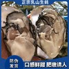 2025乳山生蚝#正宗乳山生蚝，地标防伪码等授权齐全，上汽后煮4分钟为佳，请注意看售前须知~ 商品缩略图1