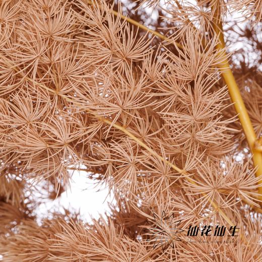 永生花材 | 蓬莱松咖色 商品图3