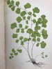 1881年 蕨类植物园艺指南 数十幅插图（含彩色） 漆布精装32开 商品缩略图9