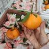 四川甘平柑橘、果肉细嫩无渣、甜润爆汁、果肉饱满、无籽超甜、高糖低酸、甜到心尖还无渣 商品缩略图10