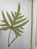 1881年 蕨类植物园艺指南 数十幅插图（含彩色） 漆布精装32开 商品缩略图6