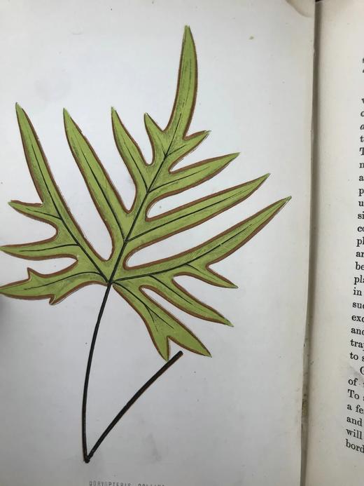 1881年 蕨类植物园艺指南 数十幅插图（含彩色） 漆布精装32开 商品图6
