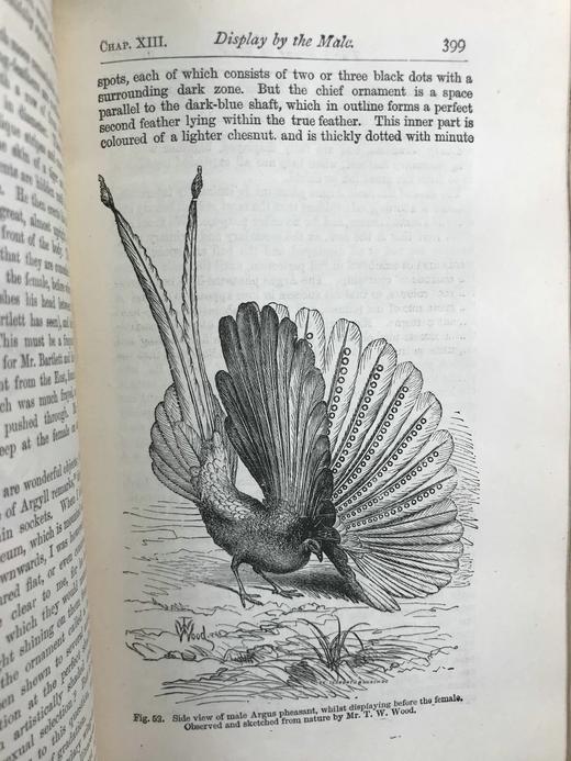 1899年 达尔文《人类的由来及性选择》 数十幅版画插图 漆布精装32开 商品图6