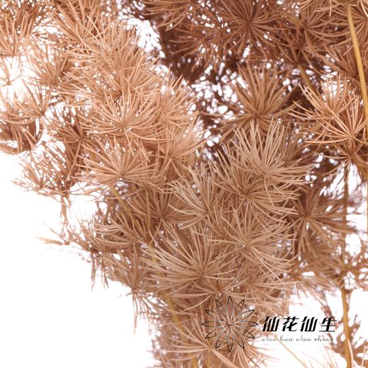 永生花材 | 蓬莱松咖色 商品图1