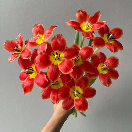 霓虹郁金香
🌷一束10支(枝长25cm)
🎨打翻春日调色盘的绝色精灵🧝🏻‍♀️
❤️当红色花瓣撞上明黄花心🤩这抹撞色直接把春日的热烈拉🈵 商品图1