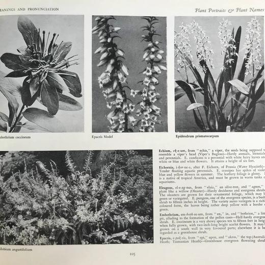 约20世纪早期 植物图鉴与名称（全2卷合订1册） 千余幅插图 精装16开 商品图12