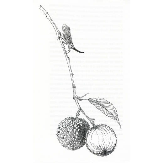 厨房里的养生奥秘 马淑然 围绕食材的药用功效 菜品汤品的调理作用 食疗的搭配方式等讲述了饮食中的中医药养生知识人民卫生出版社 商品图4