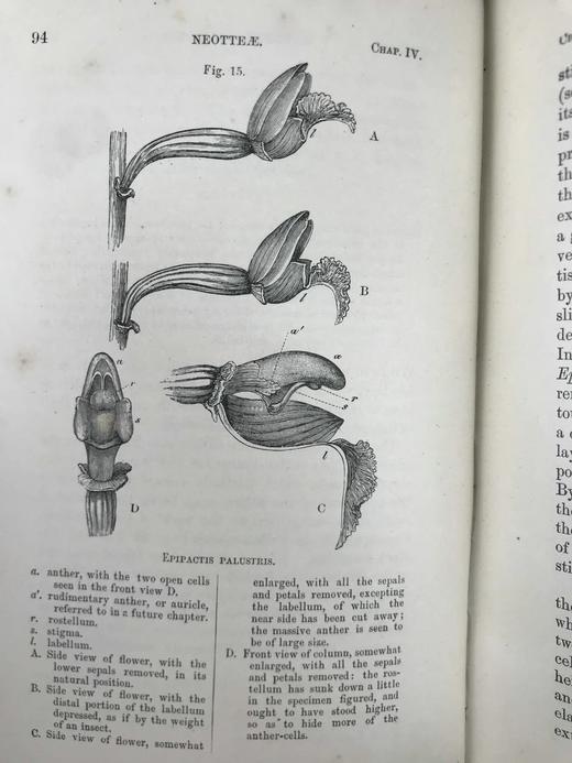 1904年 达尔文《兰花借助昆虫传粉的各种巧妙构造》 38幅木版画插图 漆布精装32开 商品图10