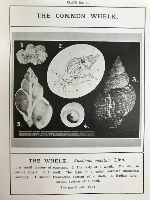 1910年 康诺尔德《自然之域拾珍》 26幅插图 真皮精装32开 商品图11