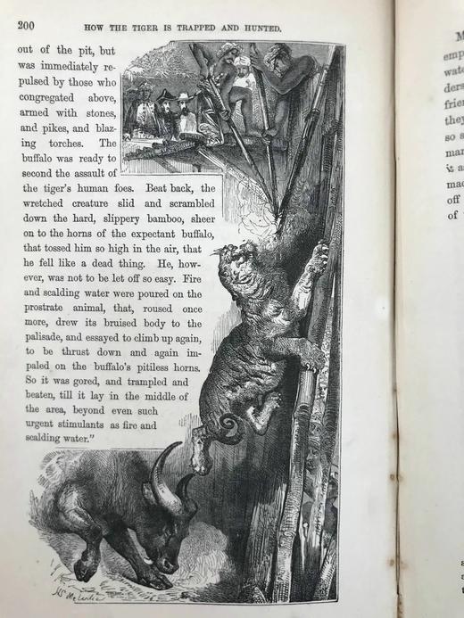 约19世纪后期 自然罗曼司 约百幅木版画插图 漆布精装大32开 商品图8