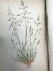 1871年 英国草本植物自然史 约74幅套色版画插图 漆布精装16开 商品缩略图12
