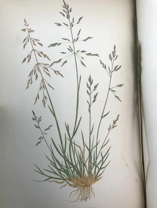 1871年 英国草本植物自然史 约74幅套色版画插图 漆布精装16开 商品图12