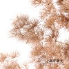永生花材 | 蓬莱松咖色 商品缩略图4