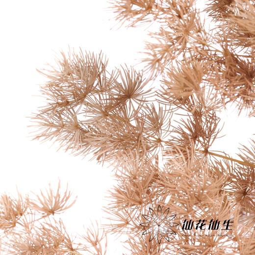 永生花材 | 蓬莱松咖色 商品图4