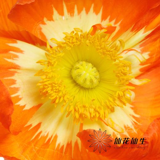 配花 | 冰岛虞美人混色 商品图3