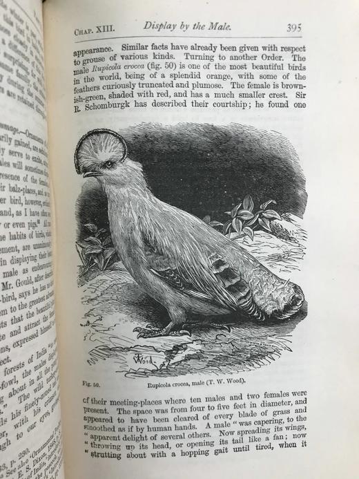 1899年 达尔文《人类的由来及性选择》 数十幅版画插图 漆布精装32开 商品图7