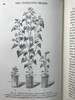 1930年 伍德黑德《植物研究》 数百幅插图 漆布精装32开 商品缩略图14