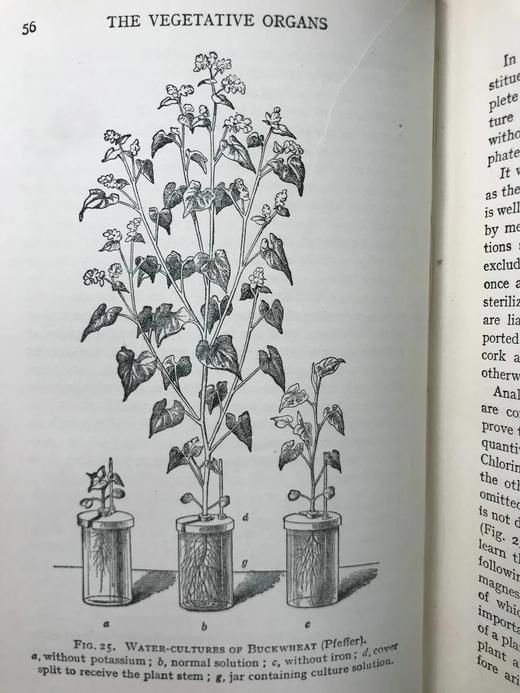 1930年 伍德黑德《植物研究》 数百幅插图 漆布精装32开 商品图14