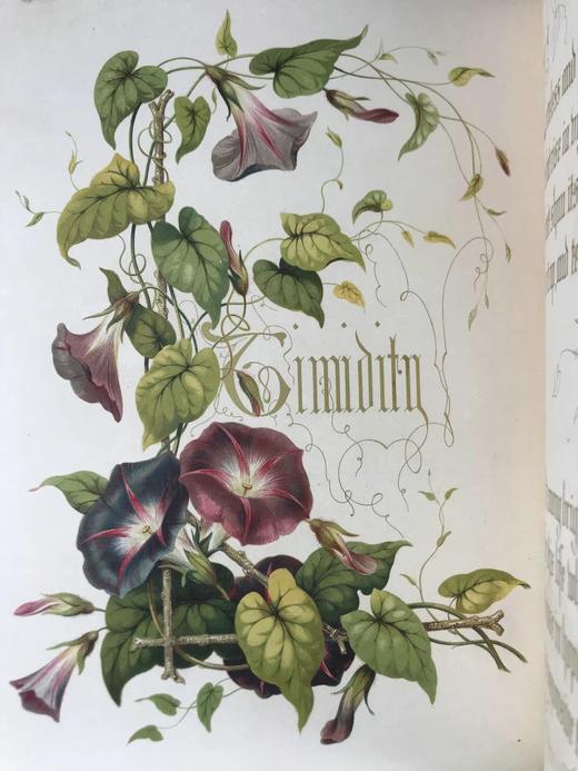 1848年 欧文琼斯 花朵与它们的千思万绪 10余幅精美套色版画 皮革浮雕艺术装帧精装16开 商品图13